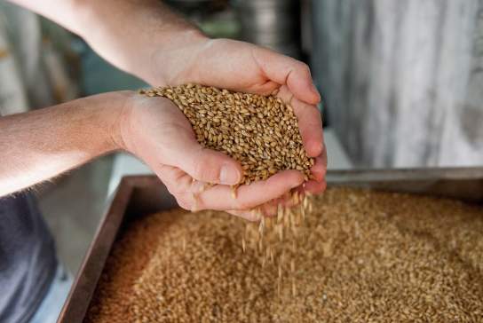 A person holding raw ingredients at a microbrewery