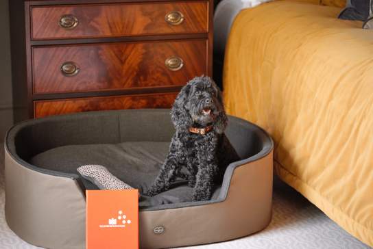 Dog staying at Ellenborough Park hotel Cheltenham. Image of black dog sat in a basket by a bed.