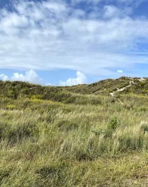 Green grasses grow on dunes below a blue sky