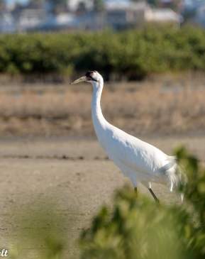 A whooping crane walks by the camera, behind some brush