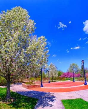 Roosevelt Park-Steve Solomon