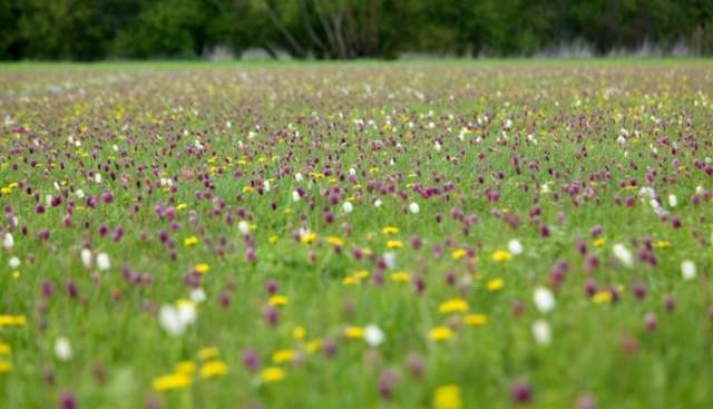 Field of fritillaries
