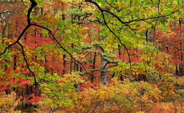 Vibrant red, orange, yellow and green trees at Kings Gap in the Fall