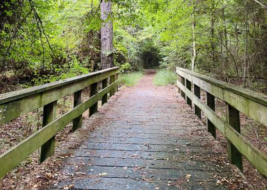 Trees surrounding a wooden bridge at Big Thicket