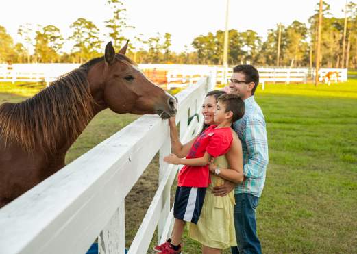 Kids with their dad feeding a horse at Tyrrell Park in Beaumont, TX
