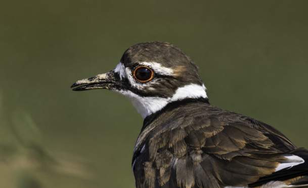 Birdwatching at Osage Park