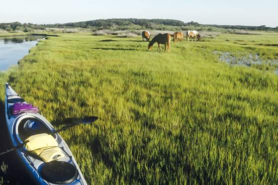 Kayak along Assateague Island