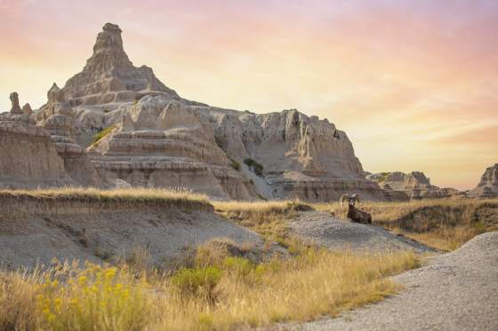 Badland Bighorn