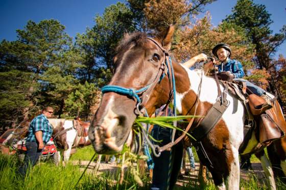 Horse-Horseback-Riding