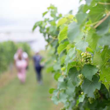 grapes on the vine at Beachaven Winery