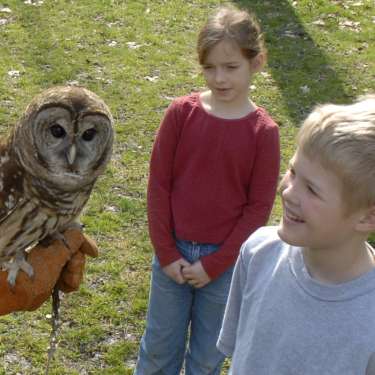 Barred Owl at the Glen Helen Raptor Center in Yellow Springs, Ohio