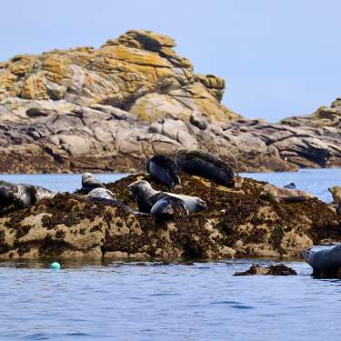 Seals on rock