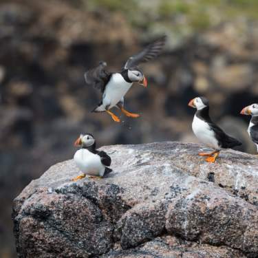 Puffins on rocks