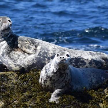 seals on rock