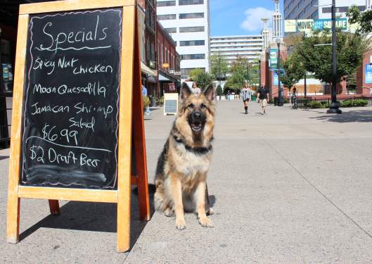 Dog Friendly Patios