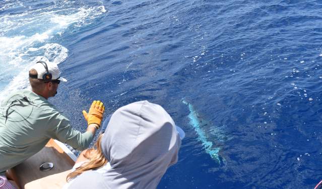 Marlin-fsihing-offshore-twat