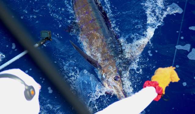 A fisherman reels in a large marlin from the back of a boat in the deep blue ocean.