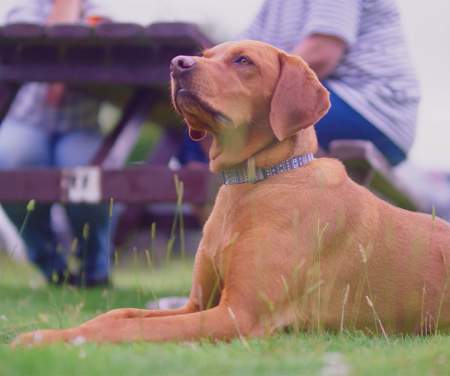 A dog lying on grass