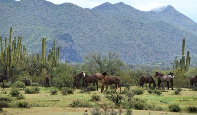 Horses at the Salt River