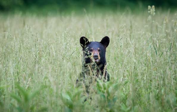 black bear in field