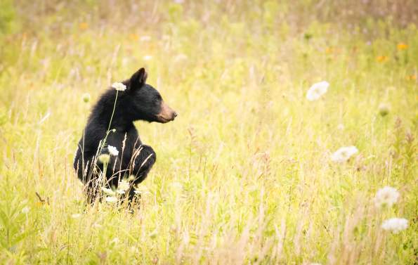 black bear