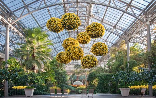 Chrysanthemum Festival