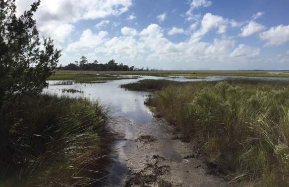 Lowcountry marsh