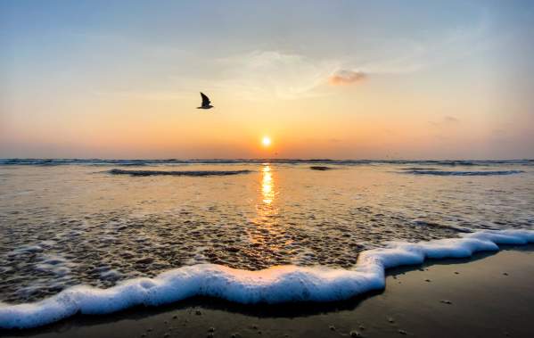 Beach Sunrise with Seagull flying