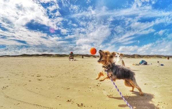 Dog (South Padre)
