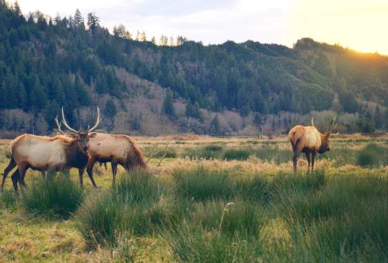 Elk in a grassy valley