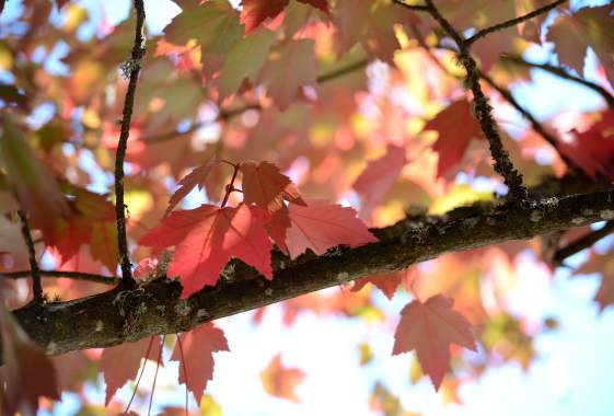 The Perfect Fall Getaway in Cottage Grove