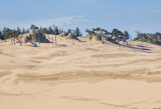 Wind swept sand dunes with trees at the top of the ridge.
