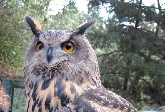 Owl at Cascades Raptor Center by Meg Trendler