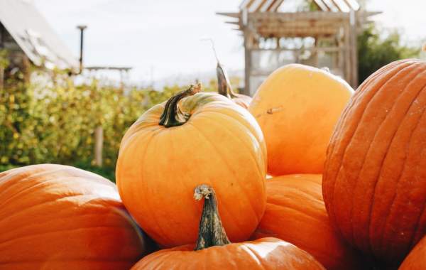 Pumpkins, Pours, & Peaks | Fall in Cedar City