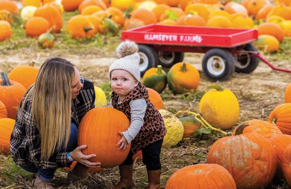 Pumpkin picking at Ramseyers