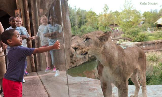 Cincinnati Zoo & Botanical Garden (photo: Kathy Newton)