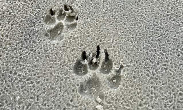 Coyote Prints on the Beach