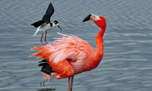 flamingo-birding