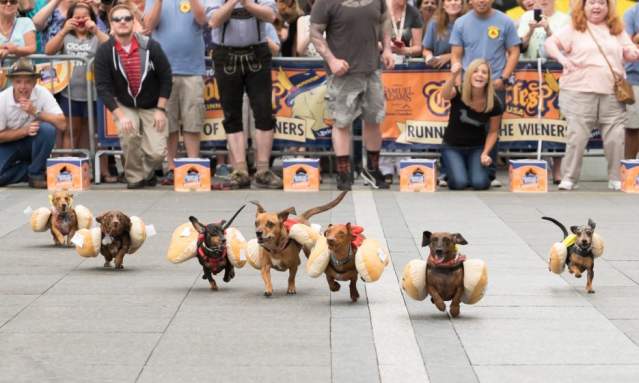 Running of the weiners at Oktoberfest Zinzinnati (photo: Brian Douglas Stills)