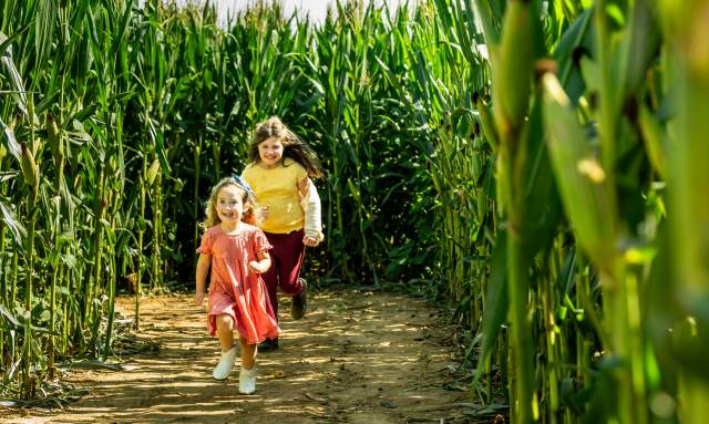 Two young girls running through a corn maze