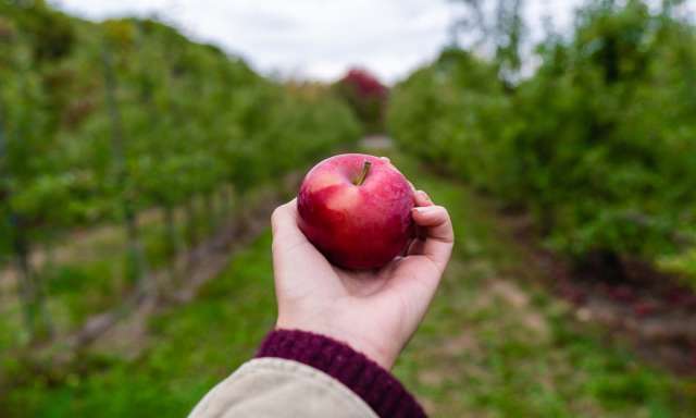Apple Picking