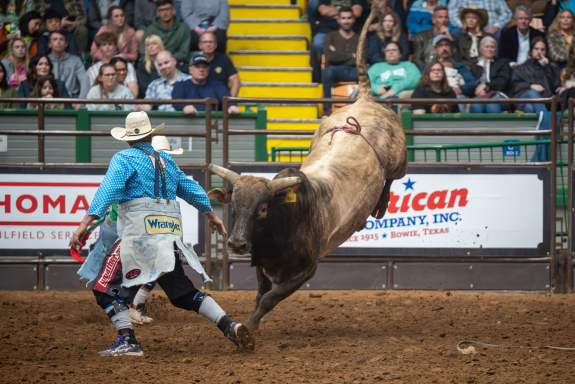 Bull at Rodeo Event
