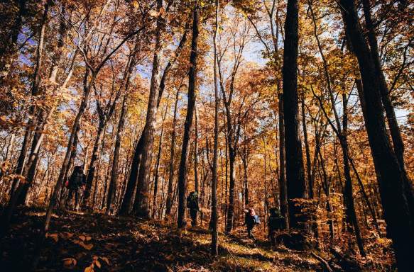 People hiking through the Hoosier National Forest during fall