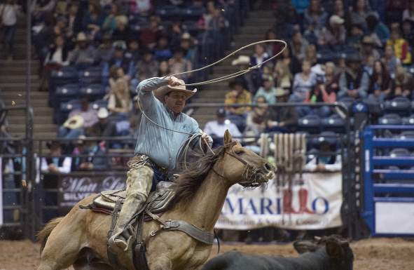 Man in a brown cowboy hat wearing a blue shirt on a brown horse roping a black cow