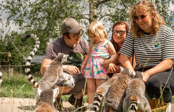 inquisitive lemurs with family.jpeg