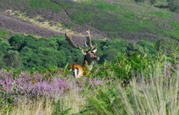 Cannock District Countryside National Landscape fallow deer in heather