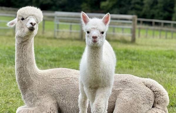 Alpacas at farm
