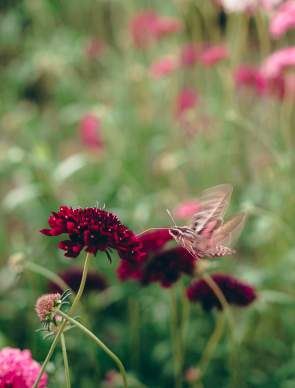 The Bloomery botanic garden, casper, Summer Flowers, Moth, Natrona County