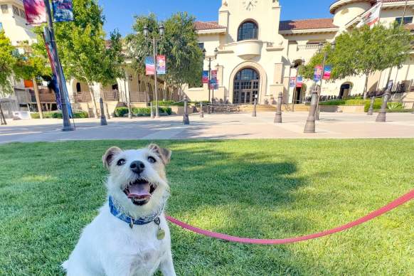 Dog Friendly Places in Temecula Valley