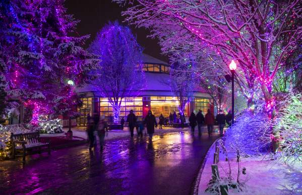 Everything You Need to Know about Wildlights at the Columbus Zoo